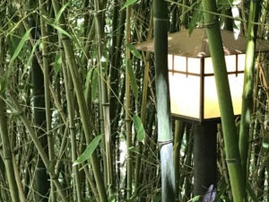 bamboo forest with lamp